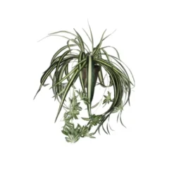 Chlorophytum Groen In Pot