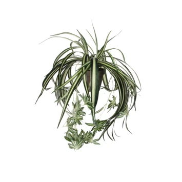 Chlorophytum Groen In Pot 1 Chlorophytum Groen In Pot